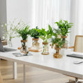 Pot hydroponique design minimaliste pour plantes sans terre, élégant intérieur