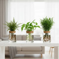 Pot hydroponique design, plante en culture